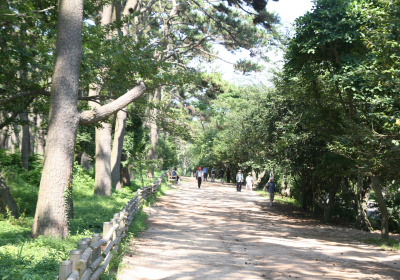 [박상건 시인의 '섬을 걷다'] 울창한 숲과 대왕암, 동해안 최초로 불 밝힌 울기등대