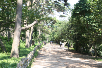 [박상건 시인의 '섬을 걷다'] 울창한 숲과 대왕암, 동해안 최초로 불 밝힌 울기등대