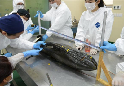 [포토뉴스] 돌고래 등 해양포유류를 해부하다
