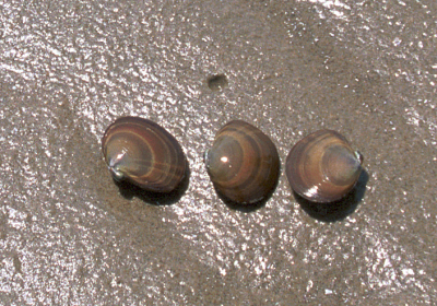 [맛 기행] 군산 장자도 가는 길(1) 