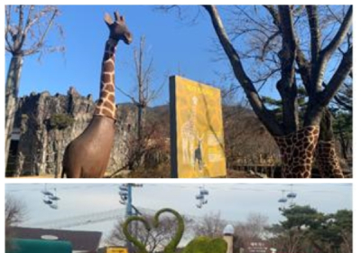 서울대공원 나무들 산타옷·기린옷 입고 겨울준비
