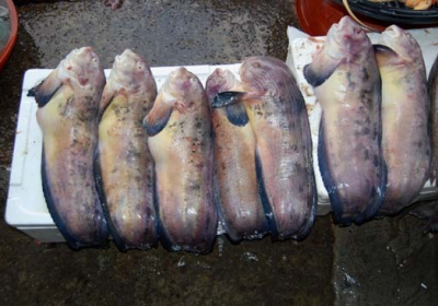 여수 화양면, 돌산읍 해역에 꼼치 2400만 마리 방류