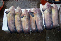 여수 화양면, 돌산읍 해역에 꼼치 2400만 마리 방류