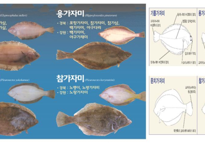 [뉴스 화제] STOP 봄철 어린가자미 ‘도다리 뼈째회’ 식용    