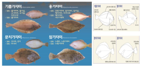 [뉴스 화제] STOP 봄철 어린가자미 ‘도다리 뼈째회’ 식용    