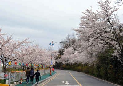 [포토뉴스] 유달산 봄꽃축제 오지마세요