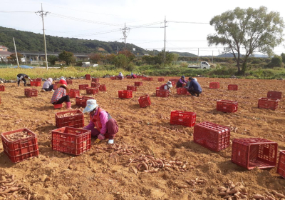 당진시, 농번기 소규모 영세·고령농 지원 사업 운영