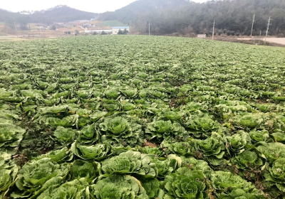 해풍 맞고 자란 진도 봄동 배추…구수하고 고소한 맛