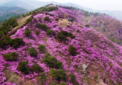 아쉽지만 고려산 진달래 꽃길 등산로 폐쇄
