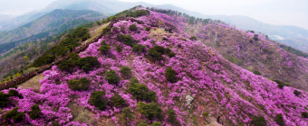 아쉽지만 고려산 진달래 꽃길 등산로 폐쇄