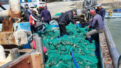 백령도 대청도 덕적도 자월도에 전복 68만 마리 방류