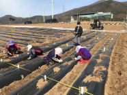 순무 뿌리 재배에서 순무청・줄기까지 먹는다