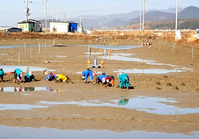 [포커스]  돌비늘백합으로 바다도 살리고 어민도 살리고