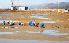 [포커스]  돌비늘백합으로 바다도 살리고 어민도 살리고