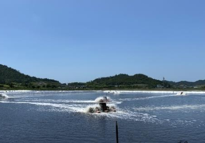 영양의 보고 새우…신안군 양식새우 입식 본격화