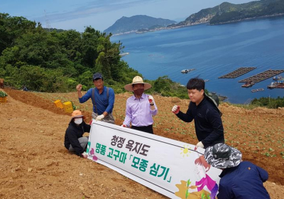 욕지도 명물 고구마야, 무럭무럭 자라라