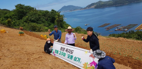 욕지도 명물 고구마야, 무럭무럭 자라라