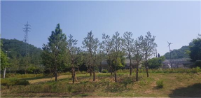 서울의 젖줄 한강, 더욱 푸르게 푸르게