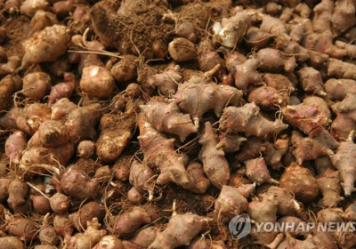 [생활정보] 귀화식물 돼지감자가 대접받는 이유 