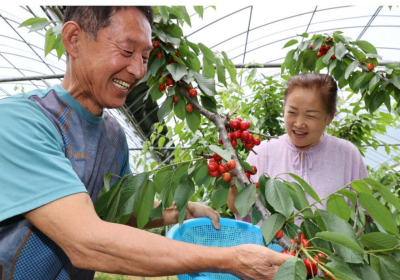 [생활정보] 6월 제철 과일 체리 수확 한창