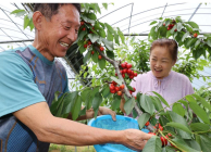 [생활정보] 6월 제철 과일 체리 수확 한창