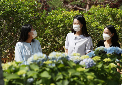 [포토뉴스] 산사로 가는 길의 수국