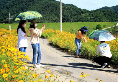 [포토뉴스] 벌교 금계국 수채화 마을