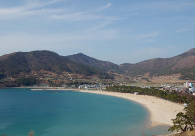 새만금 방재숲 조성…비산모래 피해 최소화