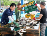 [뉴스 화제] 꽃게여 돌아오라…서해안 꽃게 살리기