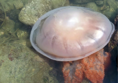 밀물에 해안으로 밀려온 해파리 주의해야