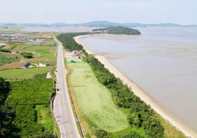 [해안선 기행] 무안 송석리 송림해안가 1만㎡ 메밀밭