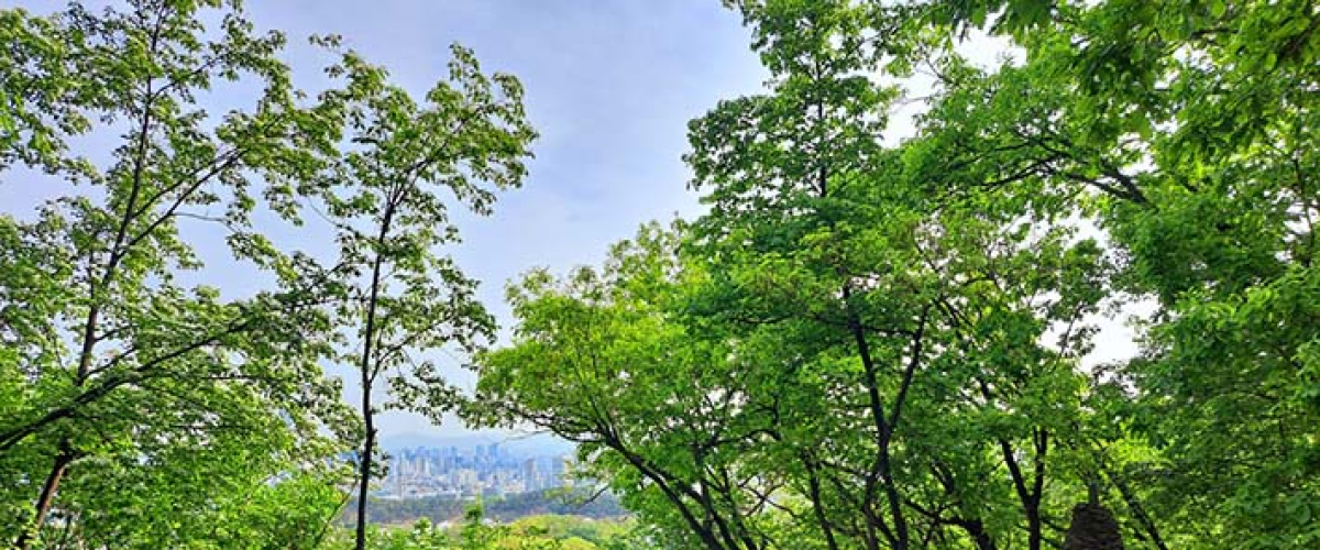 봄산에 올라 바라보는 풍경