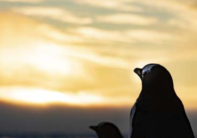 극지의 ‘노을과 파도가 응원하는 펭귄의 결의’